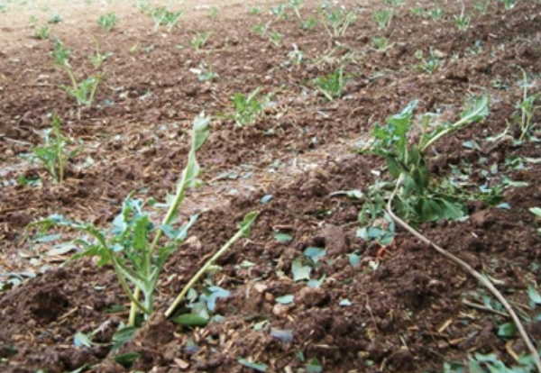 Farmer’s Crops