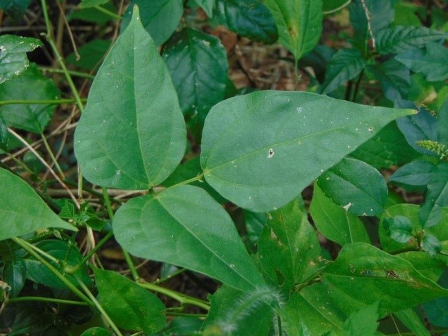 Bermuda bean 