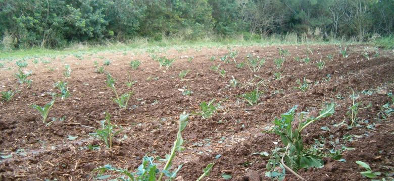 Damage to field crops